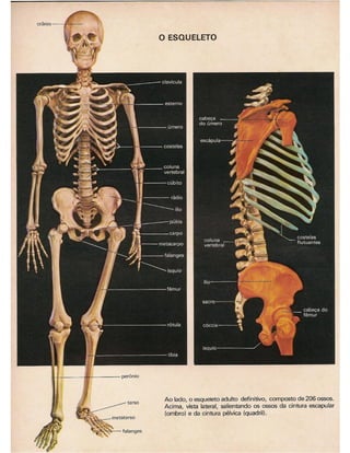 01 atlas do corpo humano 01_15