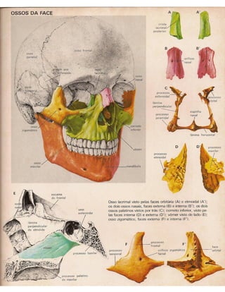 01 atlas do corpo humano 01_15