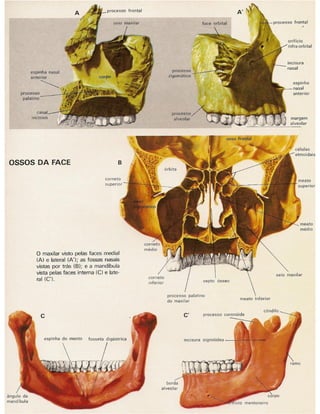 01 atlas do corpo humano 01_15