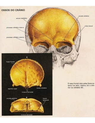 01 atlas do corpo humano 01_15