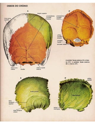 01 atlas do corpo humano 01_15