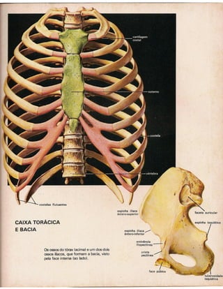 01 atlas do corpo humano 01_15