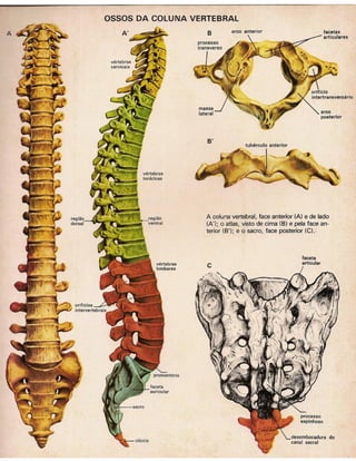 01 atlas do corpo humano 01_15