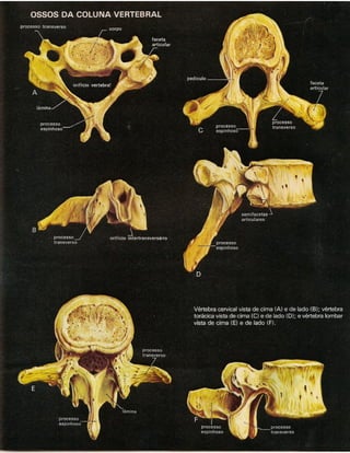 01 atlas do corpo humano 01_15