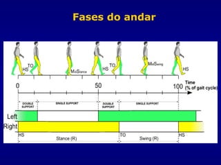 Fases do andar
 