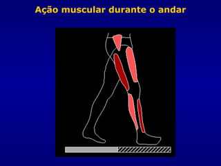 Ação muscular durante o andar
 