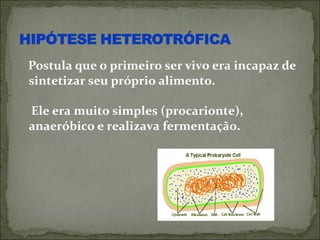 Postula que o primeiro ser vivo era incapaz de
sintetizar seu próprio alimento.

Ele era muito simples (procarionte),
anaeróbico e realizava fermentação.
 