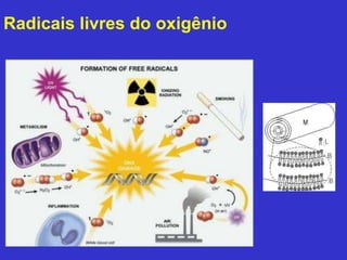 Radicais livres do oxigênio 
 