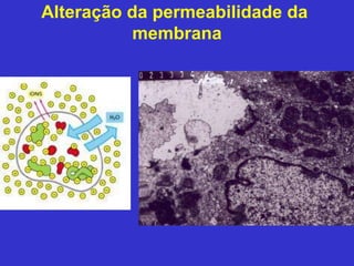 Alteração da permeabilidade da 
membrana 
 