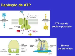 Depleção de ATP 
ATP-ase de 
sódio e potássio 
Síntese 
de proteínas 
 