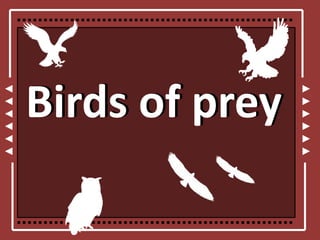 Birds of prey
 