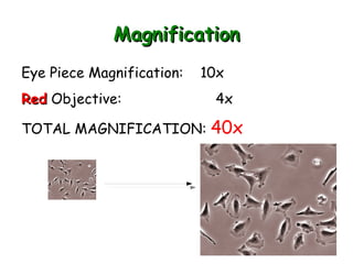 GLO's GLO #1: Self-directed learner 