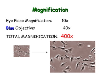 Microscope Quiz TOMORROW!!!! 