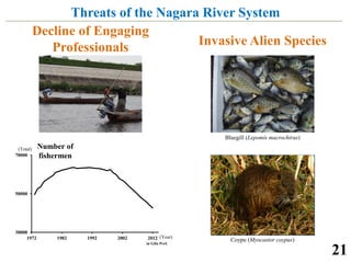 Ayu of the Nagara River System | PDF