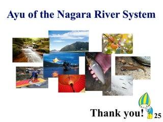 Ayu of the Nagara River System | PDF