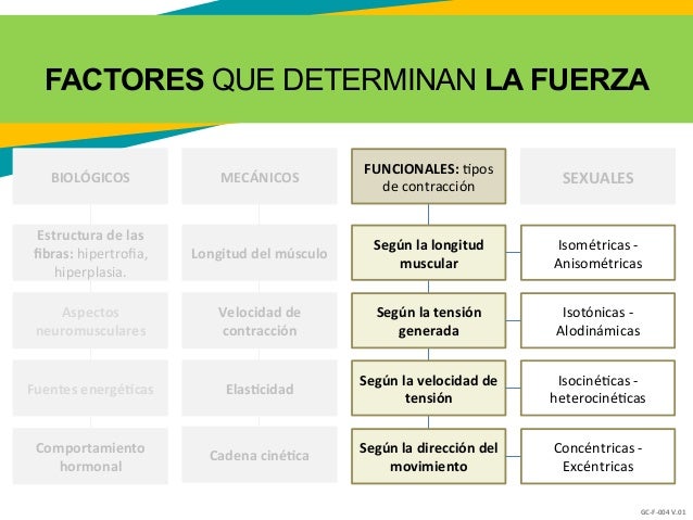 01b factores determinantes de la fuerza 01b factores determinantes de la fuerza
