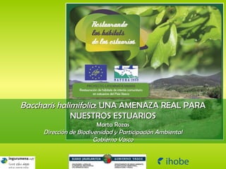 Baccharis halimifolia : UNA AMENAZA REAL PARA NUESTROS ESTUARIOS Marta Rozas Dirección de Biodiversidad y Participación Ambiental Gobierno Vasco 