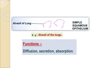 E. g : Alveoli of the lungs.
Functions :-
Diffusion, secretion, absorption.
 