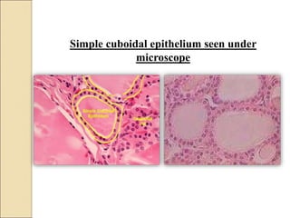 Simple cuboidal epithelium seen under
microscope
 