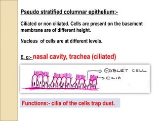 Pseudo stratified columnar epithelium:-
Ciliated or non ciliated. Cells are present on the basement
membrane are of different height.
Nucleus of cells are at different levels.
E. g:- nasal cavity, trachea (ciliated)
Functions:- cilia of the cells trap dust.
 