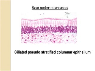 Ciliated pseudo stratified columnar epithelium
Seen under microscope
 