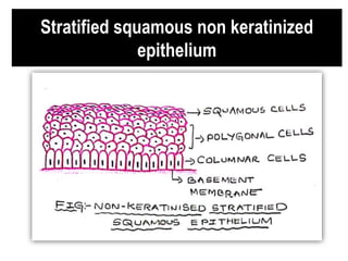 Stratified squamous non keratinized
epithelium
 