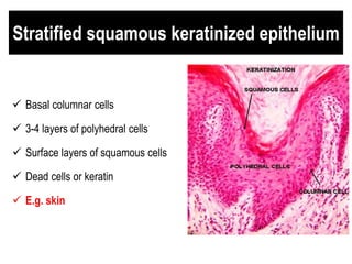 Stratified squamous keratinized epithelium
 Basal columnar cells
 3-4 layers of polyhedral cells
 Surface layers of squamous cells
 Dead cells or keratin
 E.g. skin
 