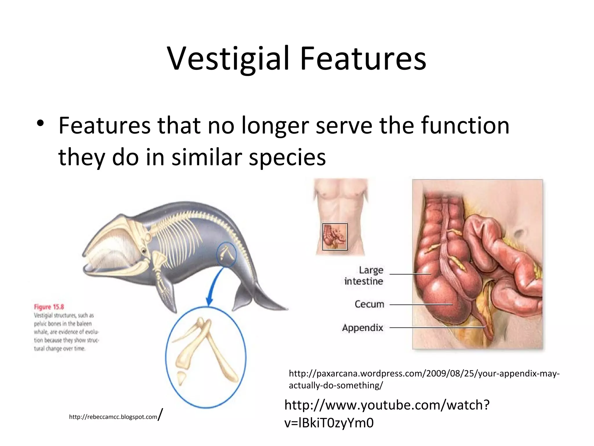 Vestigial Features
• Features that no longer serve the function
they do in similar species

http://paxarcana.wordpress.com/2009/08/25/your-appendix-mayactually-do-something/
http://rebeccamcc.blogspot.com

/

http://www.youtube.com/watch?
v=lBkiT0zyYm0

 