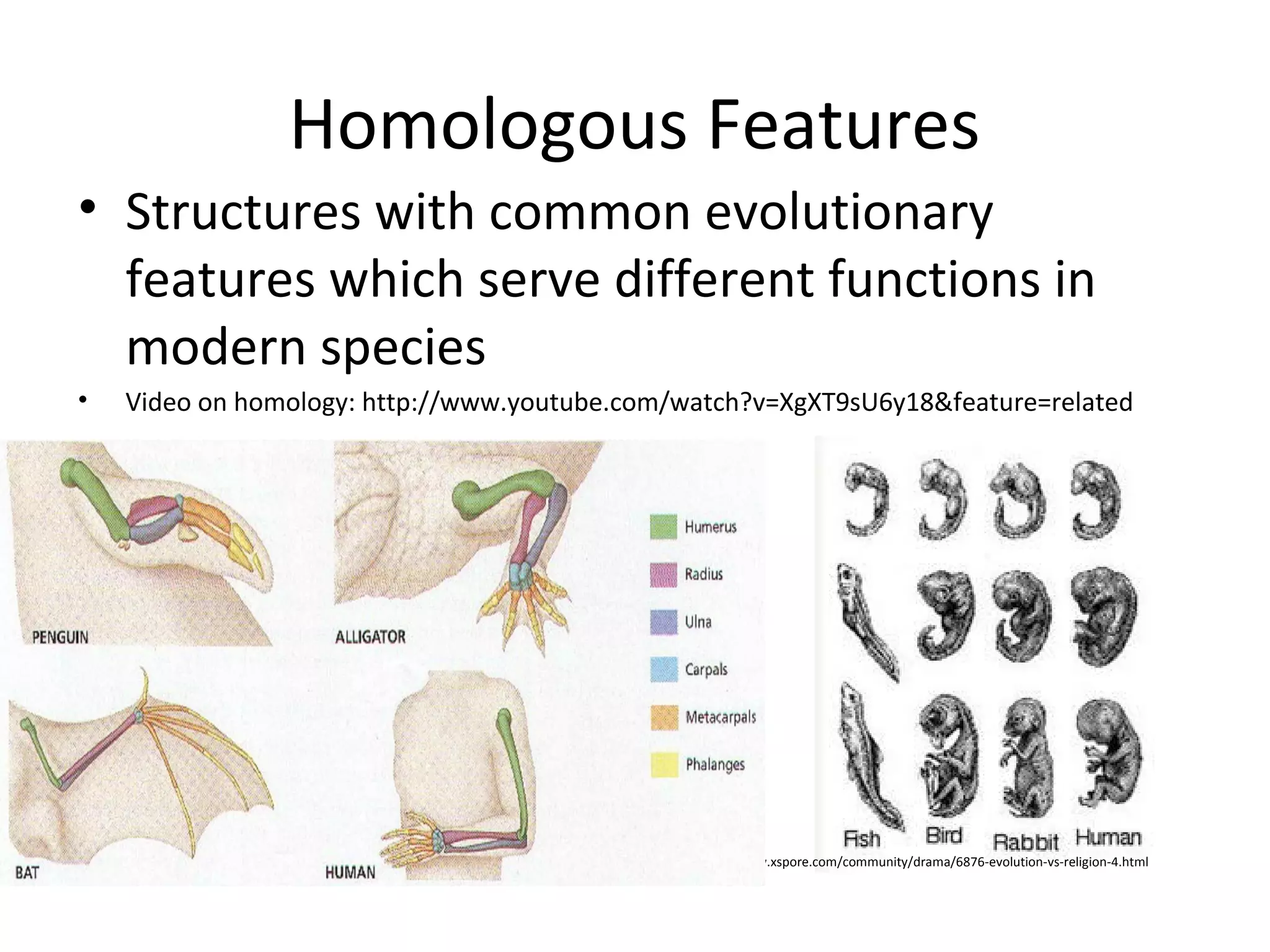 Homologous Features
• Structures with common evolutionary
features which serve different functions in
modern species
•

Video on homology: http://www.youtube.com/watch?v=XgXT9sU6y18&feature=related

http://www.xspore.com/community/drama/6876-evolution-vs-religion-4.html

 