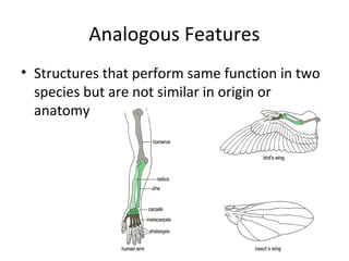 Analogous Features
• Structures that perform same function in two
species but are not similar in origin or
anatomy

 