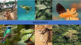 (01) BIODIVERSITY AND THE HEALTHY SOCIETY.pptx