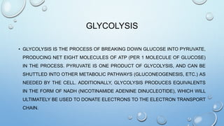 GLYCOLYSIS
• GLYCOLYSIS IS THE PROCESS OF BREAKING DOWN GLUCOSE INTO PYRUVATE,
PRODUCING NET EIGHT MOLECULES OF ATP (PER 1 MOLECULE OF GLUCOSE)
IN THE PROCESS. PYRUVATE IS ONE PRODUCT OF GLYCOLYSIS, AND CAN BE
SHUTTLED INTO OTHER METABOLIC PATHWAYS (GLUCONEOGENESIS, ETC.) AS
NEEDED BY THE CELL. ADDITIONALLY, GLYCOLYSIS PRODUCES EQUIVALENTS
IN THE FORM OF NADH (NICOTINAMIDE ADENINE DINUCLEOTIDE), WHICH WILL
ULTIMATELY BE USED TO DONATE ELECTRONS TO THE ELECTRON TRANSPORT
CHAIN.
 