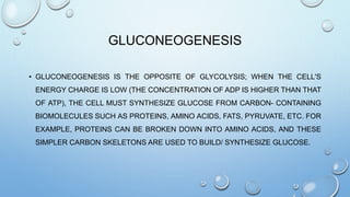 GLUCONEOGENESIS
• GLUCONEOGENESIS IS THE OPPOSITE OF GLYCOLYSIS; WHEN THE CELL'S
ENERGY CHARGE IS LOW (THE CONCENTRATION OF ADP IS HIGHER THAN THAT
OF ATP), THE CELL MUST SYNTHESIZE GLUCOSE FROM CARBON- CONTAINING
BIOMOLECULES SUCH AS PROTEINS, AMINO ACIDS, FATS, PYRUVATE, ETC. FOR
EXAMPLE, PROTEINS CAN BE BROKEN DOWN INTO AMINO ACIDS, AND THESE
SIMPLER CARBON SKELETONS ARE USED TO BUILD/ SYNTHESIZE GLUCOSE.
 