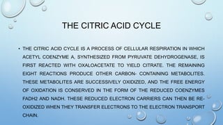 THE CITRIC ACID CYCLE
• THE CITRIC ACID CYCLE IS A PROCESS OF CELLULAR RESPIRATION IN WHICH
ACETYL COENZYME A, SYNTHESIZED FROM PYRUVATE DEHYDROGENASE, IS
FIRST REACTED WITH OXALOACETATE TO YIELD CITRATE. THE REMAINING
EIGHT REACTIONS PRODUCE OTHER CARBON- CONTAINING METABOLITES.
THESE METABOLITES ARE SUCCESSIVELY OXIDIZED, AND THE FREE ENERGY
OF OXIDATION IS CONSERVED IN THE FORM OF THE REDUCED COENZYMES
FADH2 AND NADH. THESE REDUCED ELECTRON CARRIERS CAN THEN BE RE-
OXIDIZED WHEN THEY TRANSFER ELECTRONS TO THE ELECTRON TRANSPORT
CHAIN.
 