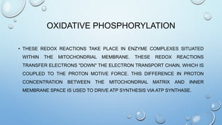 OXIDATIVE PHOSPHORYLATION
• THESE REDOX REACTIONS TAKE PLACE IN ENZYME COMPLEXES SITUATED
WITHIN THE MITOCHONDRIAL MEMBRANE. THESE REDOX REACTIONS
TRANSFER ELECTRONS "DOWN" THE ELECTRON TRANSPORT CHAIN, WHICH IS
COUPLED TO THE PROTON MOTIVE FORCE. THIS DIFFERENCE IN PROTON
CONCENTRATION BETWEEN THE MITOCHONDRIAL MATRIX AND INNER
MEMBRANE SPACE IS USED TO DRIVE ATP SYNTHESIS VIA ATP SYNTHASE.
 