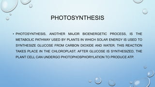 PHOTOSYNTHESIS
• PHOTOSYNTHESIS, ANOTHER MAJOR BIOENERGETIC PROCESS, IS THE
METABOLIC PATHWAY USED BY PLANTS IN WHICH SOLAR ENERGY IS USED TO
SYNTHESIZE GLUCOSE FROM CARBON DIOXIDE AND WATER. THIS REACTION
TAKES PLACE IN THE CHLOROPLAST. AFTER GLUCOSE IS SYNTHESIZED, THE
PLANT CELL CAN UNDERGO PHOTOPHOSPHORYLATION TO PRODUCE ATP.
 