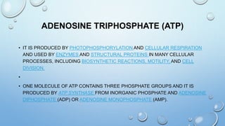 ADENOSINE TRIPHOSPHATE (ATP)
• IT IS PRODUCED BY PHOTOPHOSPHORYLATION AND CELLULAR RESPIRATION
AND USED BY ENZYMES AND STRUCTURAL PROTEINS IN MANY CELLULAR
PROCESSES, INCLUDING BIOSYNTHETIC REACTIONS, MOTILITY, AND CELL
DIVISION.
•
• ONE MOLECULE OF ATP CONTAINS THREE PHOSPHATE GROUPS AND IT IS
PRODUCED BY ATP SYNTHASE FROM INORGANIC PHOSPHATE AND ADENOSINE
DIPHOSPHATE (ADP) OR ADENOSINE MONOPHOSPHATE (AMP).
 