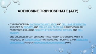 ADENOSINE TRIPHOSPHATE (ATP)
• IT IS PRODUCED BY PHOTOPHOSPHORYLATION AND CELLULAR RESPIRATION
AND USED BY ENZYMES AND STRUCTURAL PROTEINS IN MANY CELLULAR
PROCESSES, INCLUDING BIOSYNTHETIC REACTIONS, MOTILITY, AND CELL
DIVISION.
• ONE MOLECULE OF ATP CONTAINS THREE PHOSPHATE GROUPS AND IT IS
PRODUCED BY ATP SYNTHASE FROM INORGANIC PHOSPHATE AND ADENOSINE
DIPHOSPHATE (ADP) OR ADENOSINE MONOPHOSPHATE (AMP).
 
