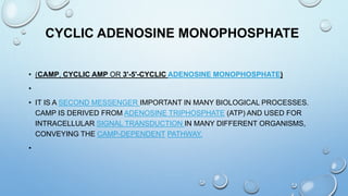 CYCLIC ADENOSINE MONOPHOSPHATE
• (CAMP, CYCLIC AMP OR 3'-5'-CYCLIC ADENOSINE MONOPHOSPHATE)
•
• IT IS A SECOND MESSENGER IMPORTANT IN MANY BIOLOGICAL PROCESSES.
CAMP IS DERIVED FROM ADENOSINE TRIPHOSPHATE (ATP) AND USED FOR
INTRACELLULAR SIGNAL TRANSDUCTION IN MANY DIFFERENT ORGANISMS,
CONVEYING THE CAMP-DEPENDENT PATHWAY.
•
 