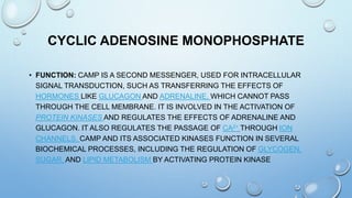 CYCLIC ADENOSINE MONOPHOSPHATE
• FUNCTION: CAMP IS A SECOND MESSENGER, USED FOR INTRACELLULAR
SIGNAL TRANSDUCTION, SUCH AS TRANSFERRING THE EFFECTS OF
HORMONES LIKE GLUCAGON AND ADRENALINE, WHICH CANNOT PASS
THROUGH THE CELL MEMBRANE. IT IS INVOLVED IN THE ACTIVATION OF
PROTEIN KINASES AND REGULATES THE EFFECTS OF ADRENALINE AND
GLUCAGON. IT ALSO REGULATES THE PASSAGE OF CA2+ THROUGH ION
CHANNELS. CAMP AND ITS ASSOCIATED KINASES FUNCTION IN SEVERAL
BIOCHEMICAL PROCESSES, INCLUDING THE REGULATION OF GLYCOGEN,
SUGAR, AND LIPID METABOLISM BY ACTIVATING PROTEIN KINASE
 