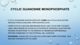 CYCLIC GUANOSINE MONOPHOSPHATE
• CYCLIC GUANOSINE MONOPHOSPHATE (CGMP) IS A CYCLIC NUCLEOTIDE
DERIVED FROM GUANOSINE TRIPHOSPHATE (GTP).
• CGMP ACTS AS A SECOND MESSENGER MUCH LIKE CYCLIC AMP. ITS MOST
LIKELY MECHANISM OF ACTION IS ACTIVATION OF INTRACELLULAR PROTEIN
KINASES IN RESPONSE TO THE BINDING OF MEMBRANE-IMPERMEABLE
PEPTIDE HORMONES TO THE EXTERNAL CELL SURFACE.
• SYNTHESIS: GUANYLATE CYCLASE (GC) CATALYZES CGMP SYNTHESIS. THIS
ENZYME CONVERTS GTP TO CGMP.
 