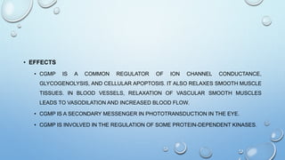 • EFFECTS
• CGMP IS A COMMON REGULATOR OF ION CHANNEL CONDUCTANCE,
GLYCOGENOLYSIS, AND CELLULAR APOPTOSIS. IT ALSO RELAXES SMOOTH MUSCLE
TISSUES. IN BLOOD VESSELS, RELAXATION OF VASCULAR SMOOTH MUSCLES
LEADS TO VASODILATION AND INCREASED BLOOD FLOW.
• CGMP IS A SECONDARY MESSENGER IN PHOTOTRANSDUCTION IN THE EYE.
• CGMP IS INVOLVED IN THE REGULATION OF SOME PROTEIN-DEPENDENT KINASES.
 