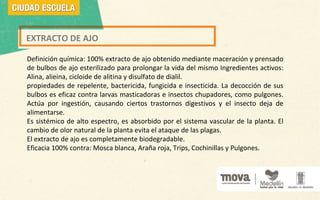 EXTRACTO DE AJO
Definición química: 100% extracto de ajo obtenido mediante maceración y prensado
de bulbos de ajo esterilizado para prolongar la vida del mismo Ingredientes activos:
Alina, alieina, cicloide de alitina y disulfato de dialil.
propiedades de repelente, bactericida, fungicida e insecticida. La decocción de sus
bulbos es eficaz contra larvas masticadoras e insectos chupadores, como pulgones.
Actúa por ingestión, causando ciertos trastornos digestivos y el insecto deja de
alimentarse.
Es sistémico de alto espectro, es absorbido por el sistema vascular de la planta. El
cambio de olor natural de la planta evita el ataque de las plagas.
El extracto de ajo es completamente biodegradable.
Eficacia 100% contra: Mosca blanca, Araña roja, Trips, Cochinillas y Pulgones.
 
