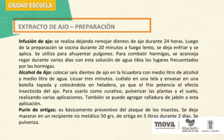 EXTRACTO DE AJO – PREPARACIÓN
Infusión de ajo: se realiza dejando remojar dientes de ajo durante 24 horas. Luego
de la preparación se cocina durante 20 minutos a fuego lento, se deja enfriar y se
aplica. Se utiliza para ahuyentar pulgones. Para combatir hormigas, se aconseja
regar durante varios días con esta solución de agua tibia los lugares frecuentados
por las hormigas.
Alcohol de Ajo: colocar seis dientes de ajo en la licuadora con medio litro de alcohol
y medio litro de agua. Licuar tres minutos. cuélalo en una tela y envasar en una
botella tapada y colocándola en heladera, ya que el frío potencia el efecto
insecticida del ajo. Para usarlo como curativo, pulverizar las plantas y el suelo,
realizando varias aplicaciones. También se puede agregar ralladura de jabón a esta
aplicación.
Purín de ortigas: es básicamente preventivo del ataque de los insectos. Se deja
macerar en un recipiente no metálico 50 grs. de ortiga en 5 litros durante 2 días. Se
pulveriza.
 