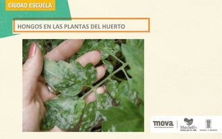 HONGOS EN LAS PLANTAS DEL HUERTO
 