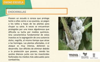 CHOCHINILLAS
Poseen un escudo o coraza que protege
tanto a ellas como a sus puestas, se pegan
a los tallos y hojas de las plantas para
chupar su savia. A veces se encuentran
protegidas por una masa algodonosa que
dificulta su lucha por medios químicos.
Una característica fundamental de estos
insectos es la segregación de una sustancia
dulce, negrilla, al mismo tiempo que atrae
a las hormigas. Las plantas afectadas, si el
ataque es muy intenso, detienen su
desarrollo. Son difíciles de eliminar debido
a la protección que poseen, siendo los
aceites blancos junto con los insecticidas
fosforados los medios más adecuados para
combatirlas.
Espacio para imagen
 