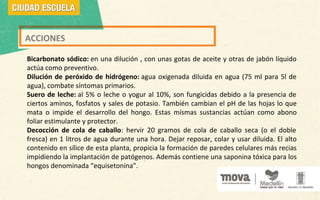 ACCIONES
Bicarbonato sódico: en una dilución , con unas gotas de aceite y otras de jabón líquido
actúa como preventivo.
Dilución de peróxido de hidrógeno: agua oxigenada diluida en agua (75 ml para 5l de
agua), combate síntomas primarios.
Suero de leche: al 5% o leche o yogur al 10%, son fungicidas debido a la presencia de
ciertos aminos, fosfatos y sales de potasio. También cambian el pH de las hojas lo que
mata o impide el desarrollo del hongo. Estas mismas sustancias actúan como abono
foliar estimulante y protector.
Decocción de cola de caballo: hervir 20 gramos de cola de caballo seca (o el doble
fresca) en 1 litros de agua durante una hora. Dejar reposar, colar y usar diluida. El alto
contenido en sílice de esta planta, propicia la formación de paredes celulares más recias
impidiendo la implantación de patógenos. Además contiene una saponina tóxica para los
hongos denominada “equisetonina”.
 