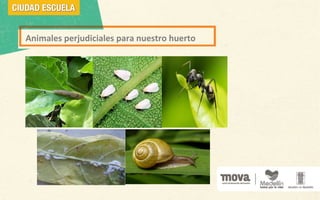 Animales perjudiciales para nuestro huerto
 