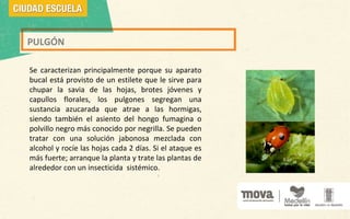 PULGÓN
Se caracterizan principalmente porque su aparato
bucal está provisto de un estilete que le sirve para
chupar la savia de las hojas, brotes jóvenes y
capullos florales, los pulgones segregan una
sustancia azucarada que atrae a las hormigas,
siendo también el asiento del hongo fumagina o
polvillo negro más conocido por negrilla. Se pueden
tratar con una solución jabonosa mezclada con
alcohol y rocíe las hojas cada 2 días. Si el ataque es
más fuerte; arranque la planta y trate las plantas de
alrededor con un insecticida sistémico.
 