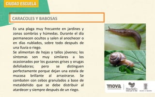 CARACOLES Y BABOSAS
Es una plaga muy frecuente en jardines y
zonas sombrías y húmedas. Durante el día
permanecen ocultos y salen al anochecer o
en días nublados, sobre todo después de
una lluvia o riego.
Se alimentan de hojas y tallos jóvenes; los
síntomas son muy similares a los
ocasionados por los gusanos grises y orugas
defoliadoras; pero se distinguen
perfectamente porque dejan una estela de
mucosa brillante al arrastrarse. Se
combaten con cebos granulados a base de
metaldehído que se debe distribuir al
atardecer y siempre después de un riego.
 
